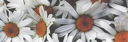 JohaCejas13's profile banner image
