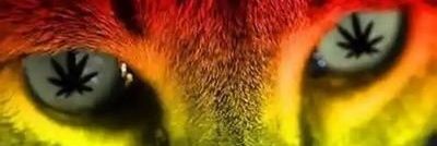selfctrol's profile banner image