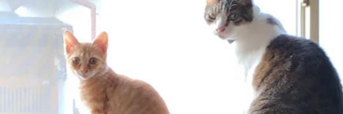 BoontexBoydo's profile banner image