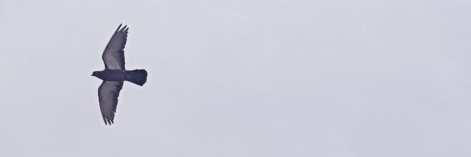 ص banner