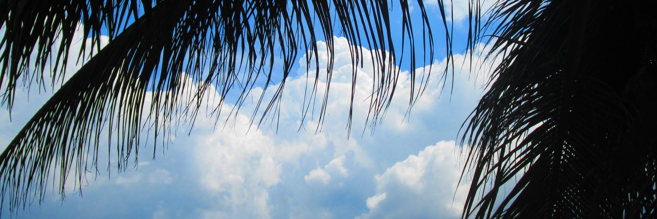 ankapahe's profile banner image