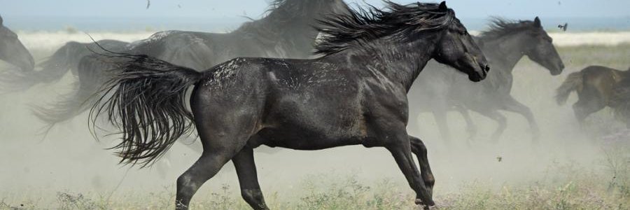 SenoransJose's profile banner image
