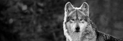 nocturnaltay's profile banner image