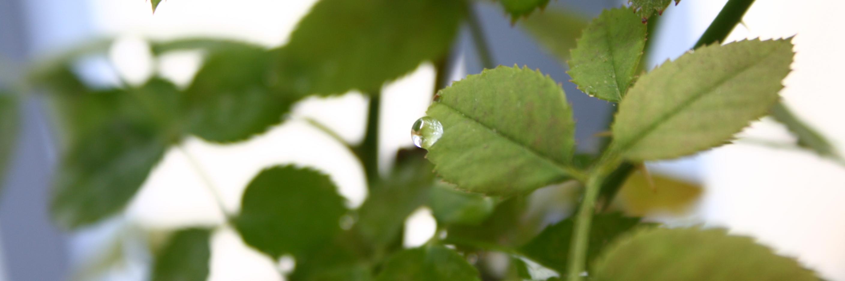 kristaps stepans banner