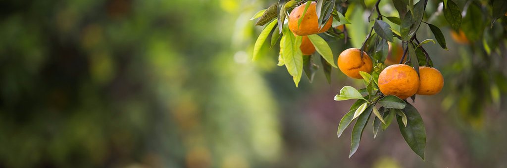 FCOPLAW's profile banner image