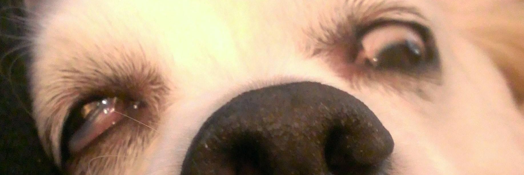 GameGuy1092's profile banner image