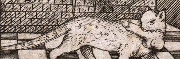 твердий вомбат banner