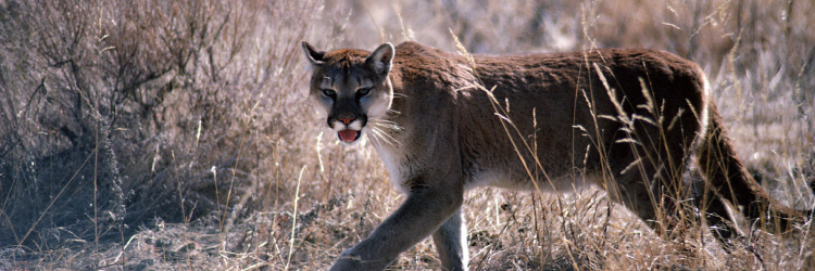 Cougar_Network's profile banner image