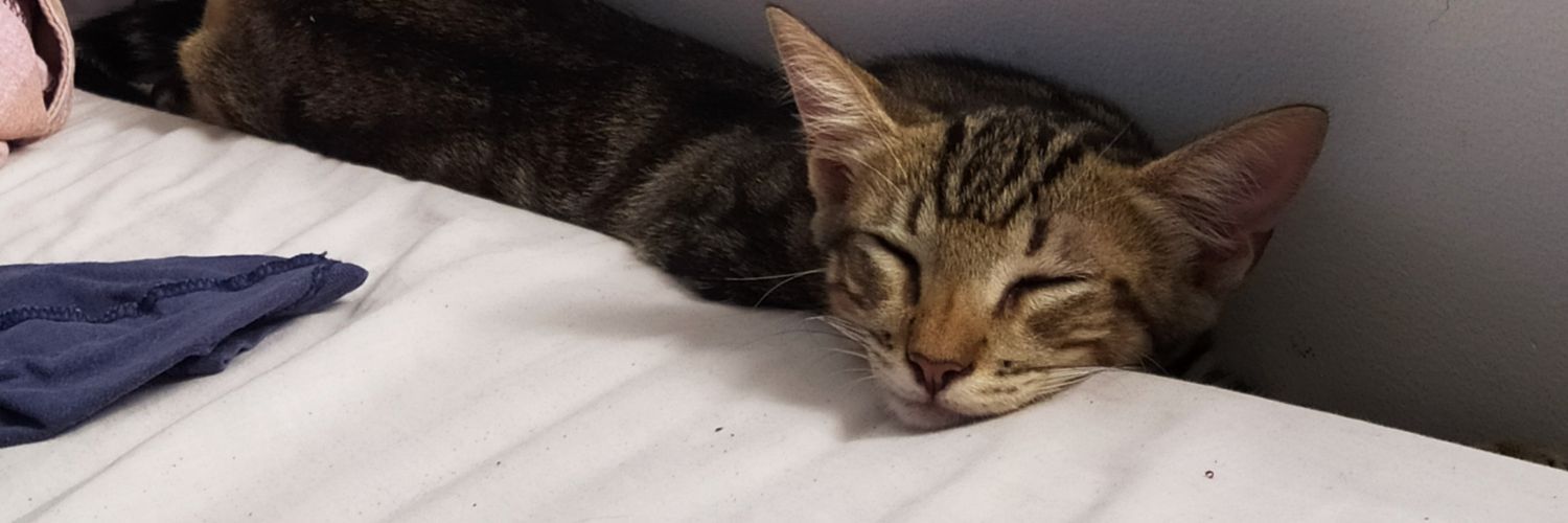 romeualison's profile banner image