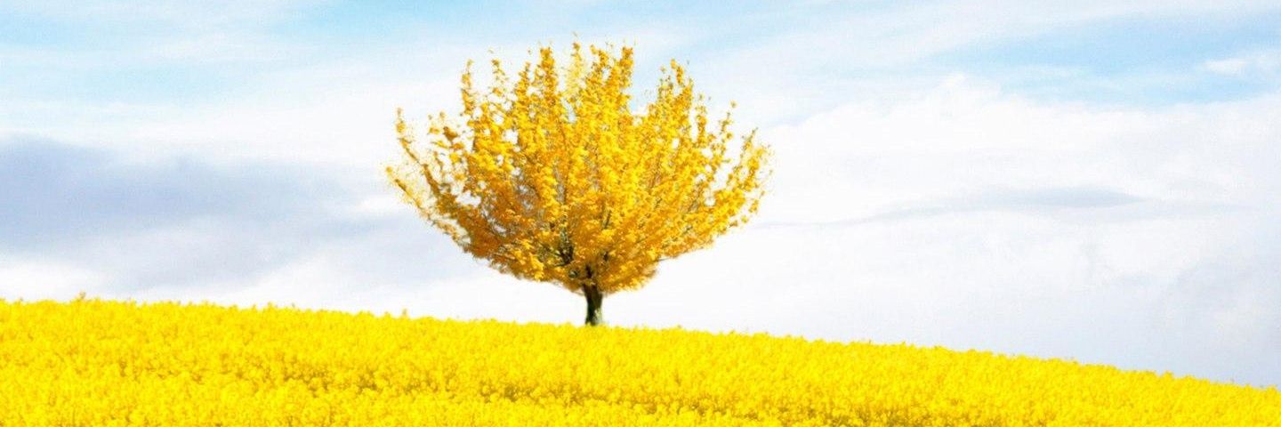 mesutoglu2344's profile banner image