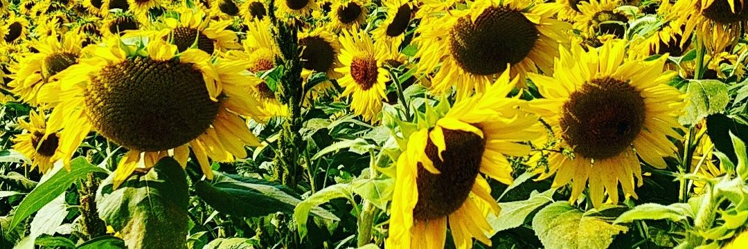 samrollins_'s profile banner image