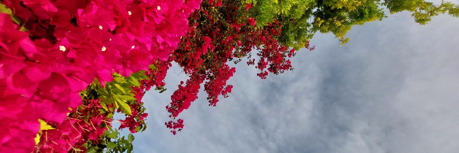 vanderleyAPT's profile banner image