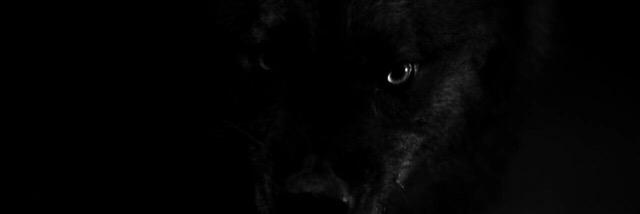 RubyWolfRed96's profile banner image