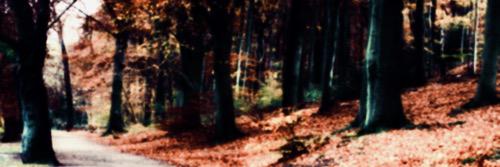 AmeliaPond96's profile banner image