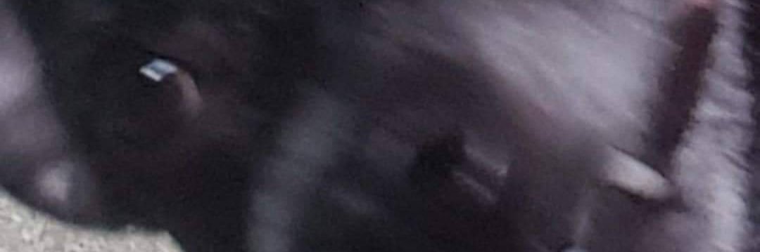 mirasrms's profile banner image