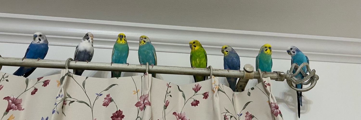 シフォン🦜 banner