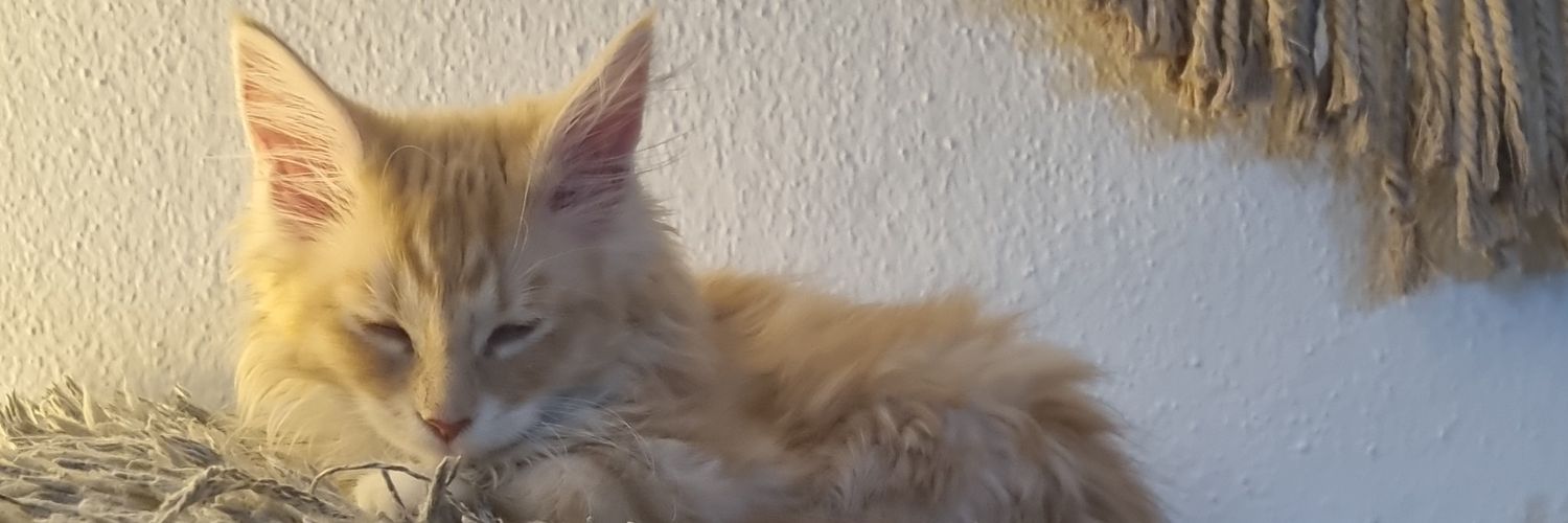 tajtaj91's profile banner image