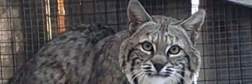 Dr. Lola Jean Stewart banner