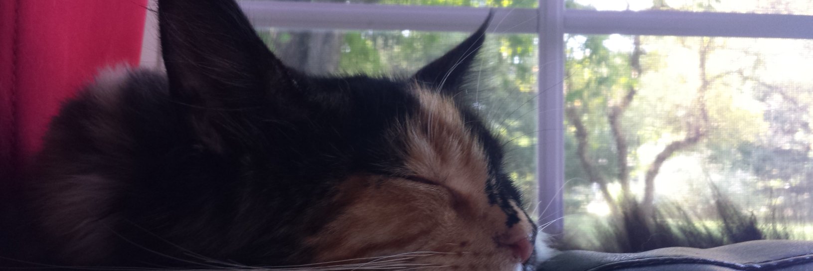 lethnek's profile banner image