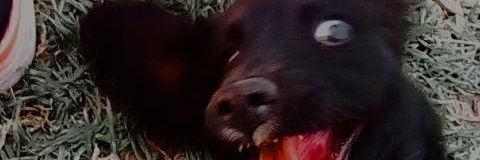 Lulicolard's profile banner image