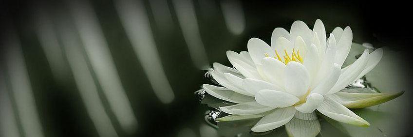 bjpkovainorth's profile banner image