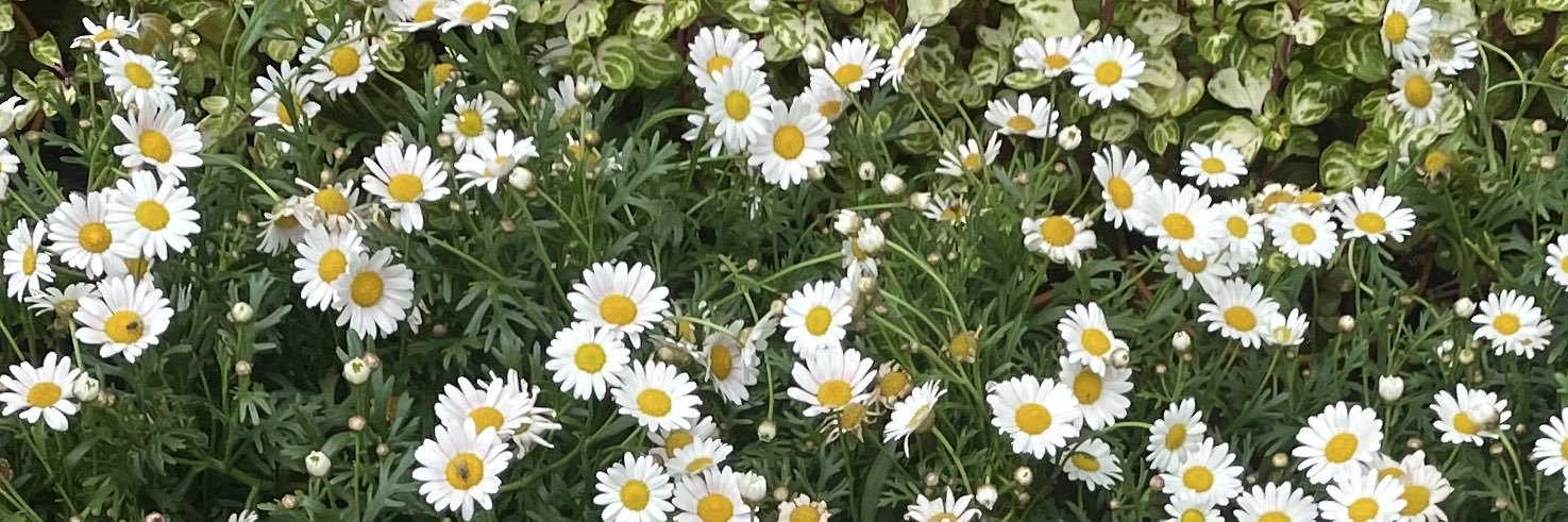mongchella's profile banner image