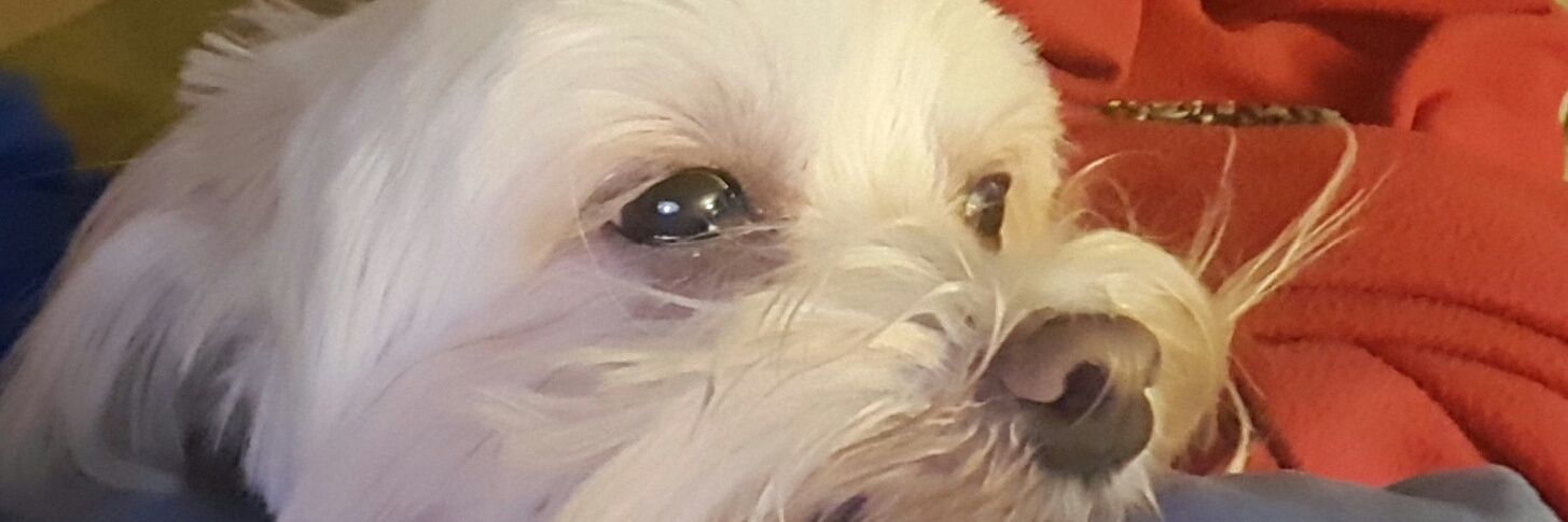 nlulester's profile banner image