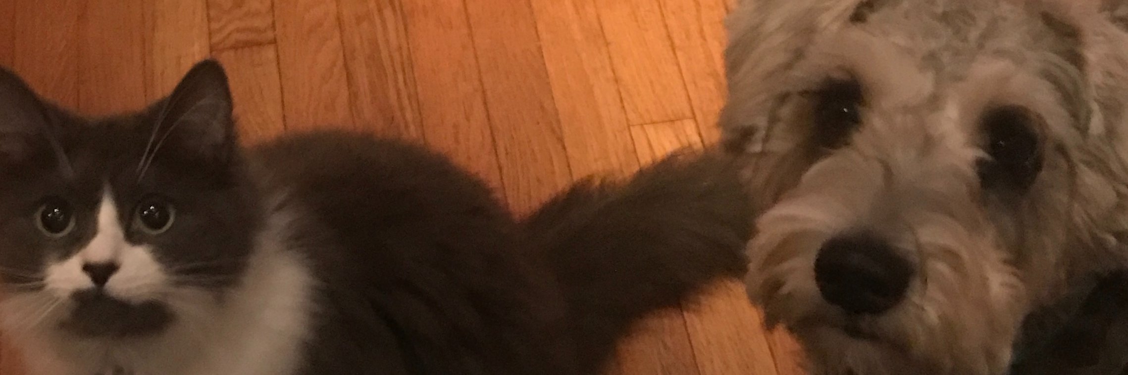 Pollo and Purrito banner