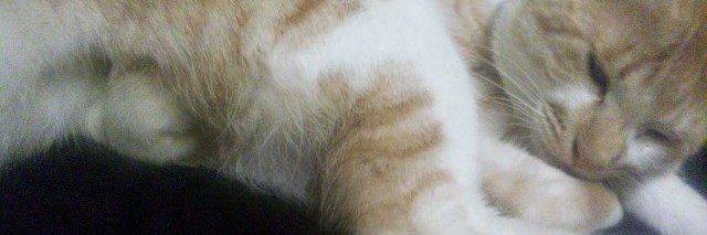 tuupe's profile banner image
