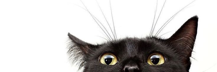 𝓐ntara, @ after DM banner