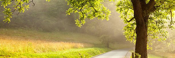 Dennis Fortier banner