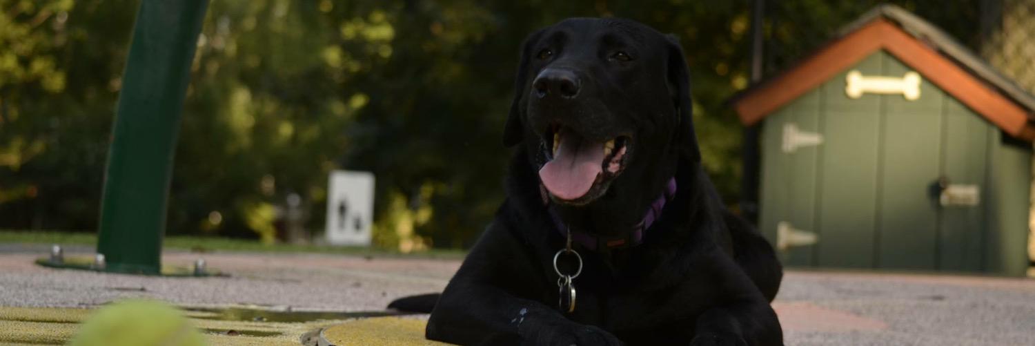 Cash_the_Lab's profile banner image