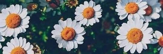 carolagaunaaa's profile banner image