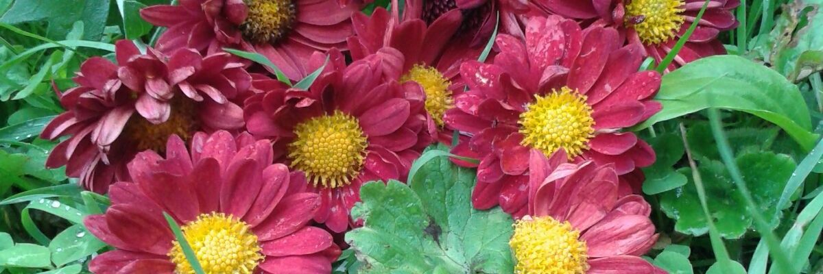 KubraGedis's profile banner image