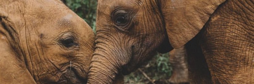 catherine broeren banner