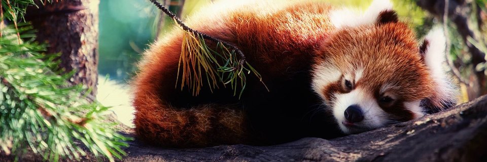 Lethar 🇫🇷 🐢 banner