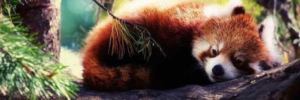 iLethar Profile Banner