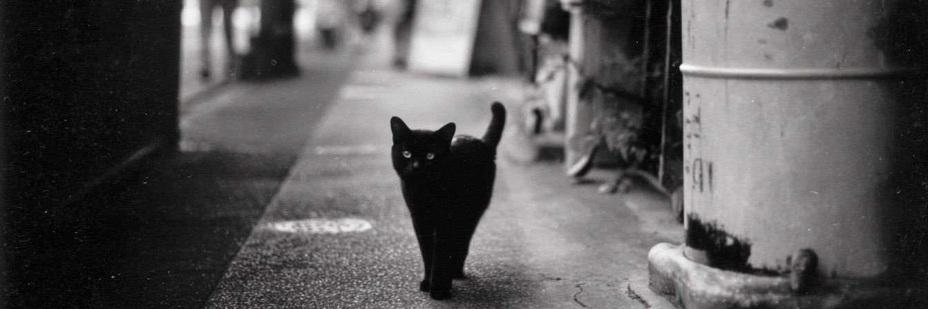 citrinecat's profile banner image