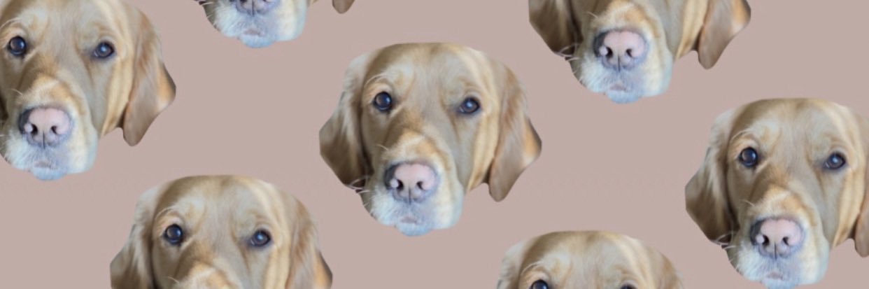 shanschlick's profile banner image