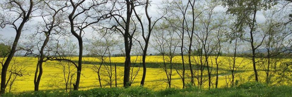 vickypenas's profile banner image