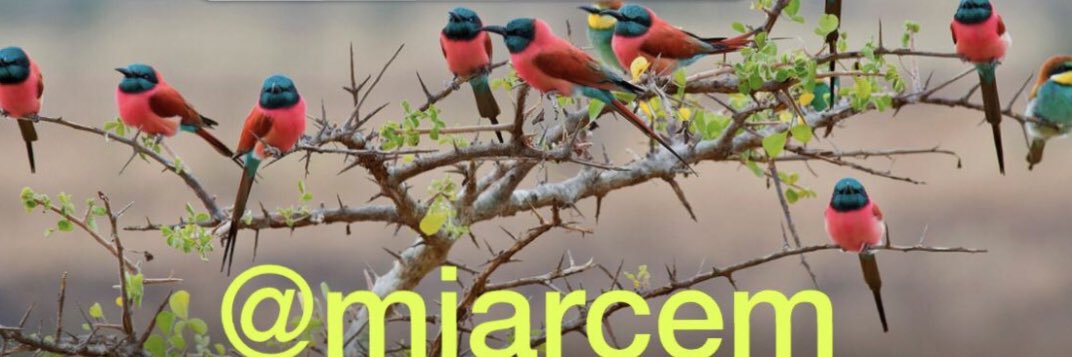 miarcem's profile banner image
