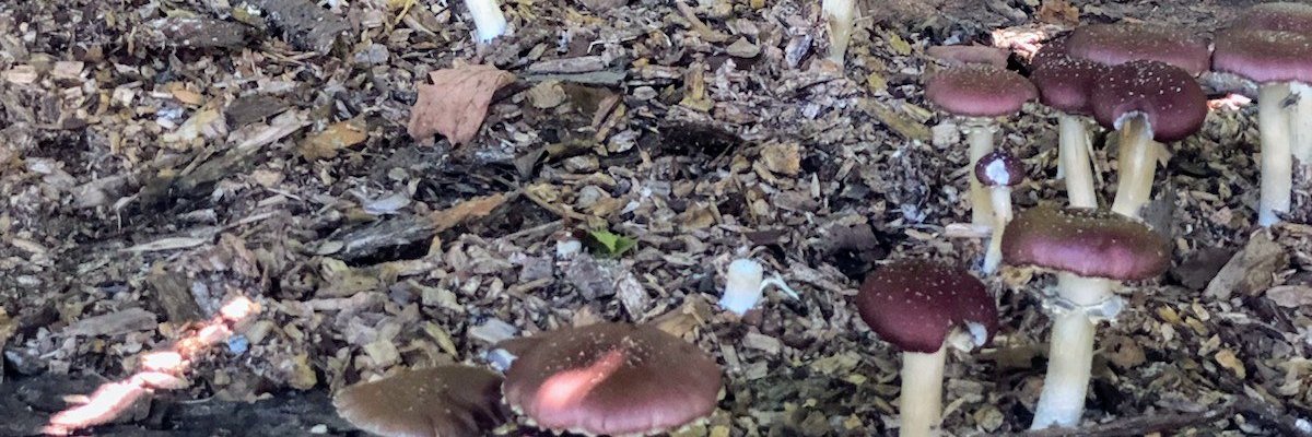 JoeMakuc's profile banner image