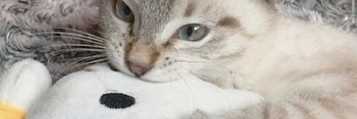ItsSellyRod's profile banner image