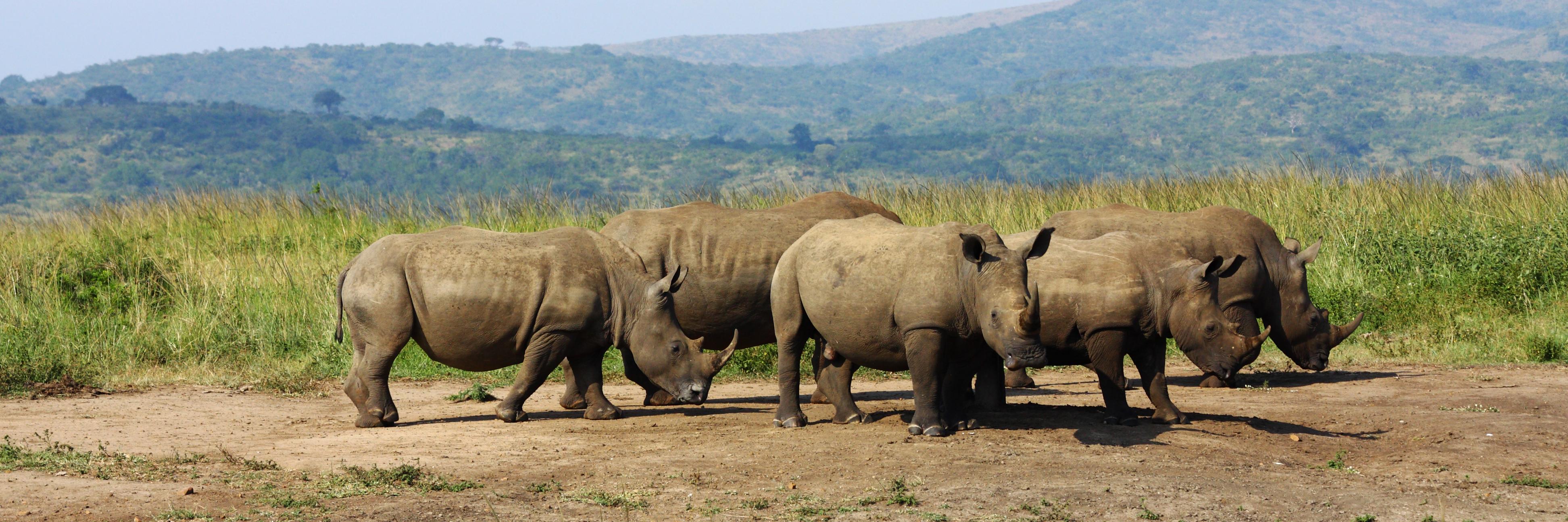RootingForRhino's profile banner image