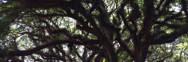 purapurachef Profile Banner