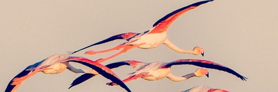 Ferran Planell ||*|| banner