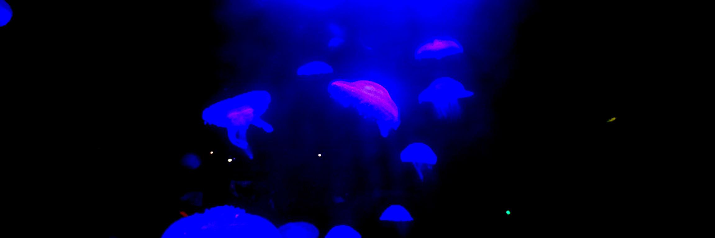 Luu-Ly Do-Quang banner