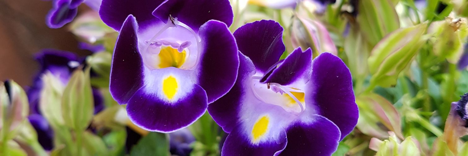suzywilliams24's profile banner image