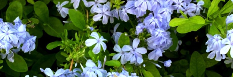 coeurdesparte's profile banner image