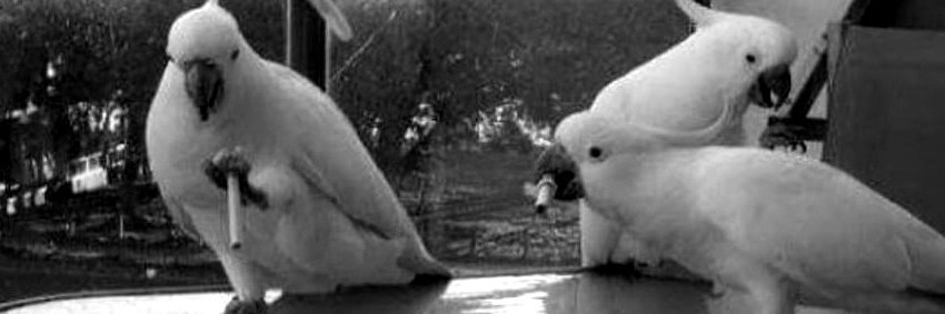 vogelfan🗿 banner